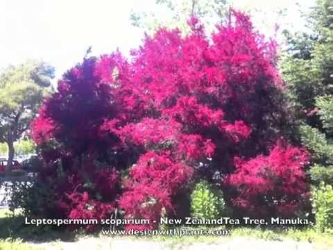 how to plant new zealand tea tree