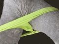 PANTIES For Trees! -- IMG! 17