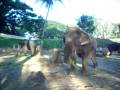 videos de Mysore royal palace elephants
