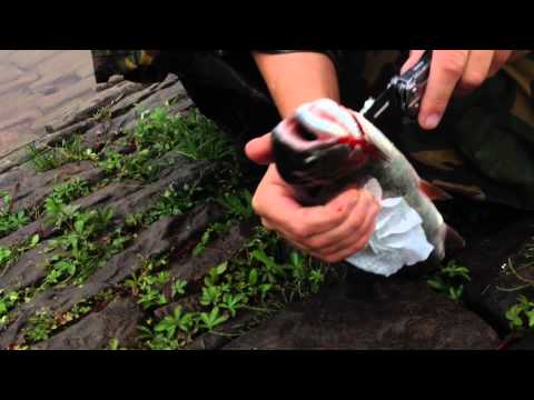how to properly gut a trout