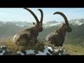 videos de EXKLUSIV!!! Graubünden Steinböcke Bergsommer