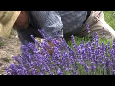 how to harvest lavender