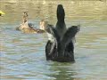 Duck and Goose Habitat Project -- Phase 1 Completed