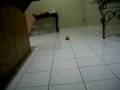 videos de XMods Evolution RC Car