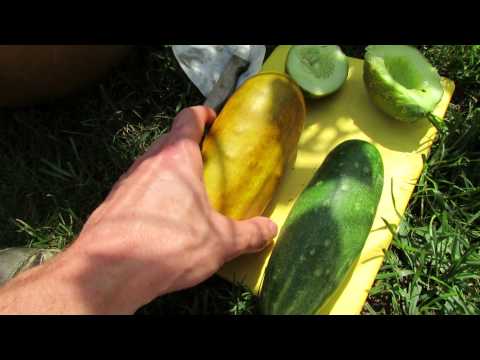 how to harvest cucumber seeds