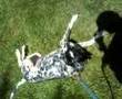 Dog Roll