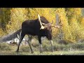 a big bull moose in grand teton national park goes to the river for a drink.