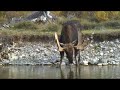 Big moose gets a drink