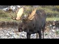 a big bull moose in grand teton national park goes to the river for a drink.
