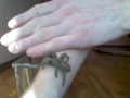 Cambridgei na malym spacerze tarantula spider on the walk