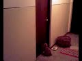 Cat trys to open closed door ( dmitar zvonimir ) Cat trys to open closed door ( dmitar zvonimir )