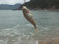 peixe 1.AVI peixe 1.AVI