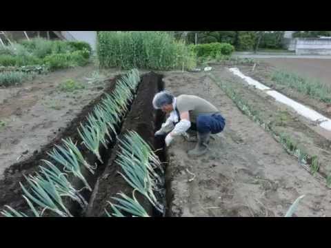 how to replant green onions