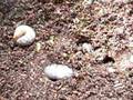 カブトの幼虫の新しいお布団！