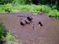 arctic cat dvx crash