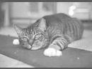 Take action! Adopt from a shelter! Take action! Adopt from a shelter!