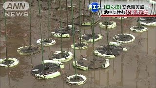 田んぼで発電? 東薬大がめざす微生物燃料電池とは