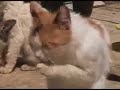 Iran, Tehran - Vafa Animal Shelter Iran, Tehran - Vafa Animal Shelter