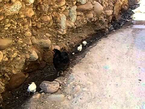 Berber Chick.AVI