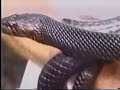 Endangered Species of the World - Florida Indigo Snake