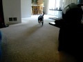 videos de Cat fetching earplug.... kinda long.