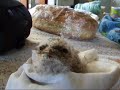 Hand Raising Tawny Frog Mouth Chicks!!