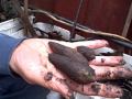 Growing Edible Tubers you can eat Raw... Yacon, Jerusalem Artichoke and Chinese Artichoke