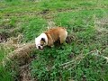 Englische Bulldogge spielt Ferkelchen