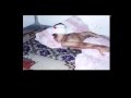 videos de Mandaean refugees
