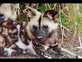Endangered Animals-I\ Endangered Animals-I\