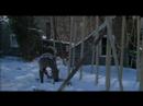 \"You Alone\" by Dawn Landes
