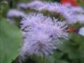 A Garden Meditation