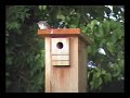 hummingbird-and-robins-nest.html