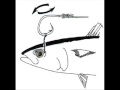 Rapala Pro Staff presenta armada de Arnés o Bridle Rig