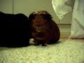 Marsupojat Marsupojat