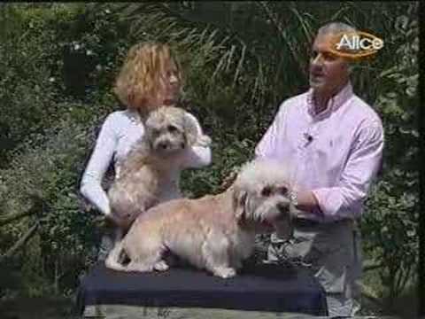 Dandie Dinmont Terrier cane elegante