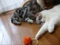 それ私のだよ～猫(=^・^=)