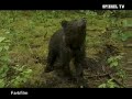 Eisbär Knut - be Berlin Polar Bear