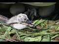 The Miracle of the Swans-A New Life The Miracle of the Swans-A New Life