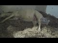 Phantom foaling