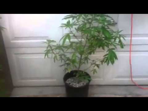 how to trim weed during flowering