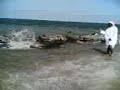 Dolphins Rescue on Hurricane GONU selection of Mejreno Team ????? ???????? ?? ???? ??? ????? ????