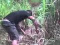 Veterin�rios na Ro�a!!! Aula de Forragicultura