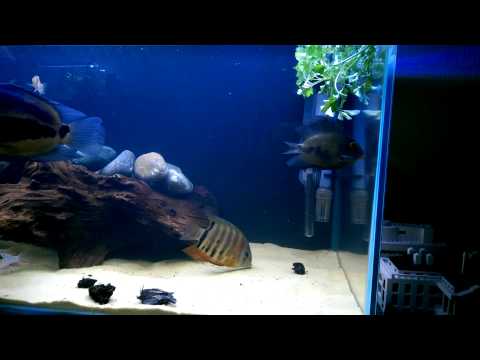 how to sink driftwood