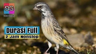 14+ Burung blackthroat gacor mp3 terupdate