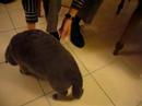 Faire ses lacets avec son chat... Faire ses lacets avec son chat...