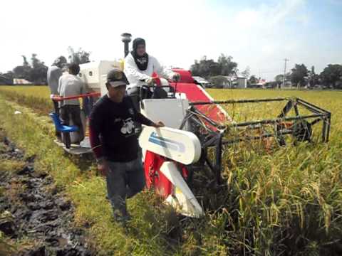 how to harvest rice in the philippines
