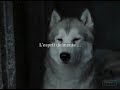 la vid�o tir� du fim antartica qui nous emm�ne vivre une histoire animali�re dans de somptueux paysages ,