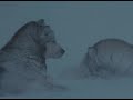 la vid�o tir� du fim antartica qui nous emm�ne vivre une histoire animali�re dans de somptueux paysages ,