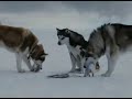 la vid�o tir� du fim antartica qui nous emm�ne vivre une histoire animali�re dans de somptueux paysages ,